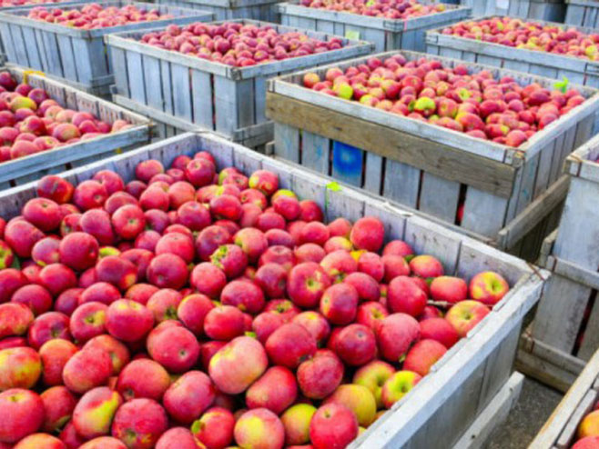 Picture for Укинута забрана извоза јабука у Русију